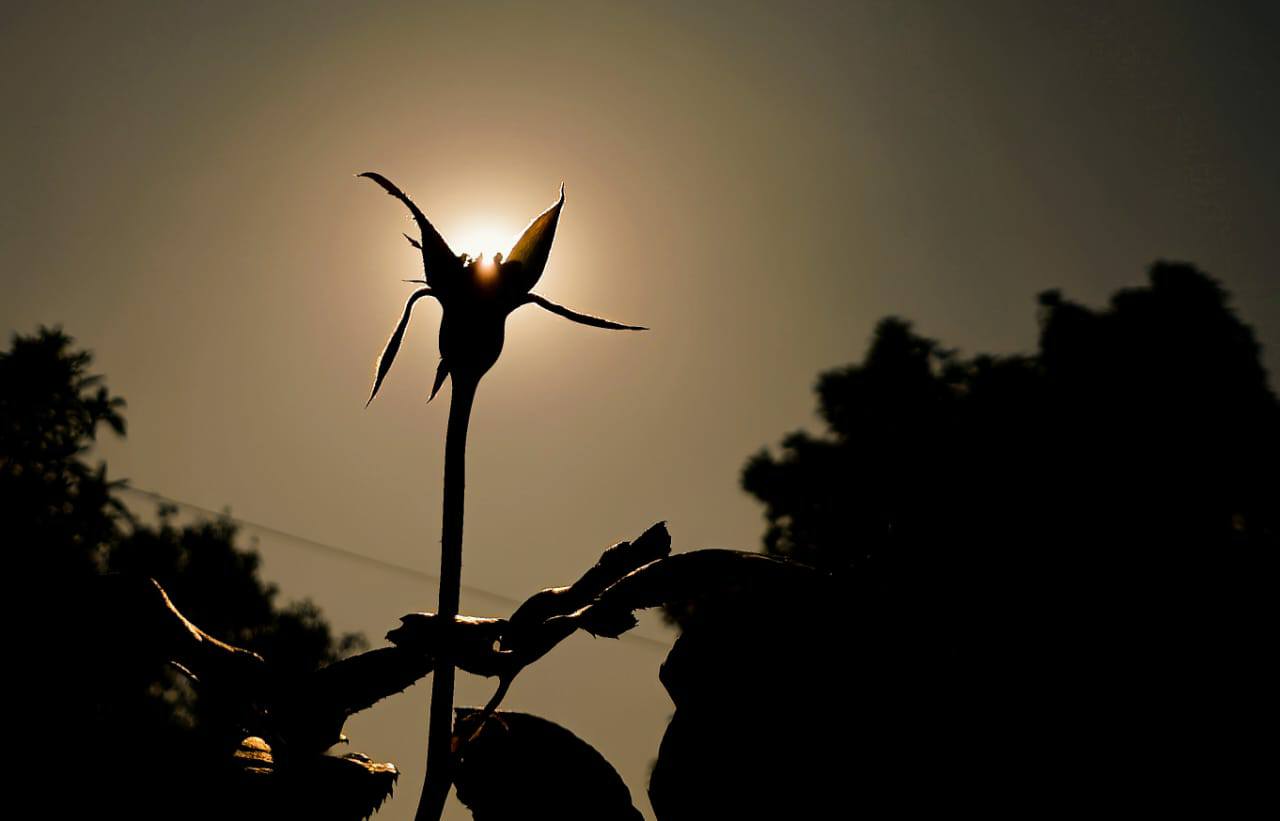 Dhiraj Kumar Tanti, a NSS Unit I volunteer, participated in the District Level Yuva Utsav 2024-25, where Dhiraj showcased his talent in the photography competition and secured the first prize. 